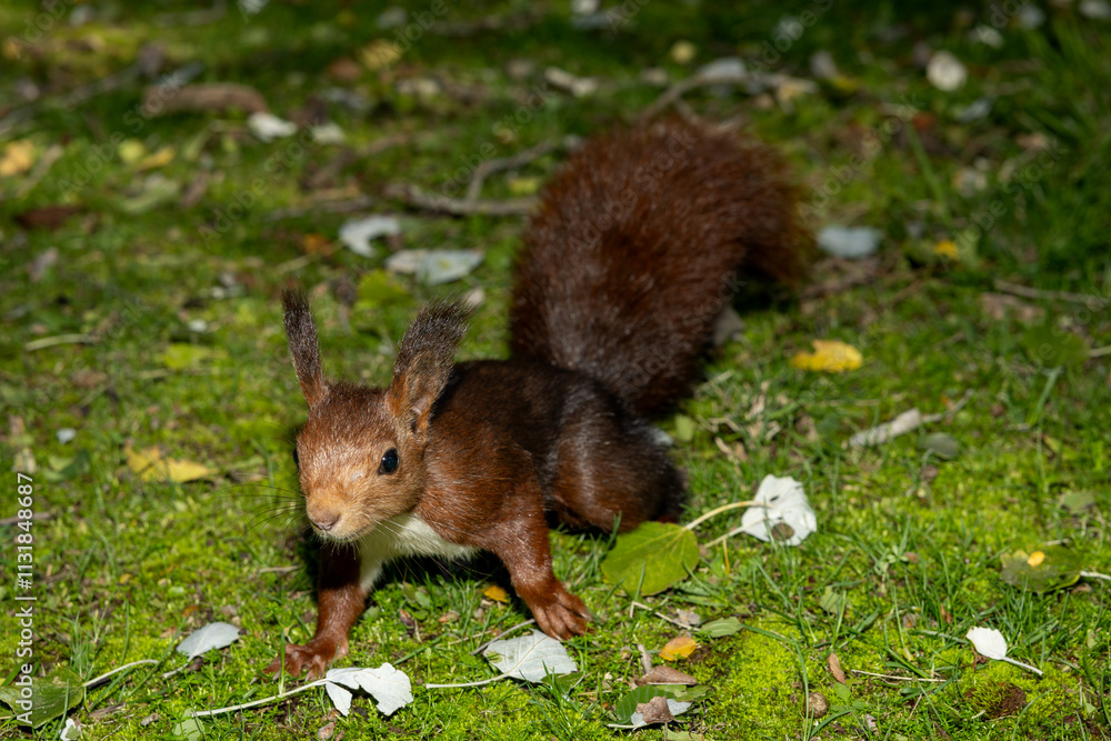 Fototapeta premium Ardilla roja europea explorando el suelo cubierto de musgo y hojas en el bosque. Iluminación natural resaltando los colores cálidos de su pelaje y el verde vibrante del entorno.