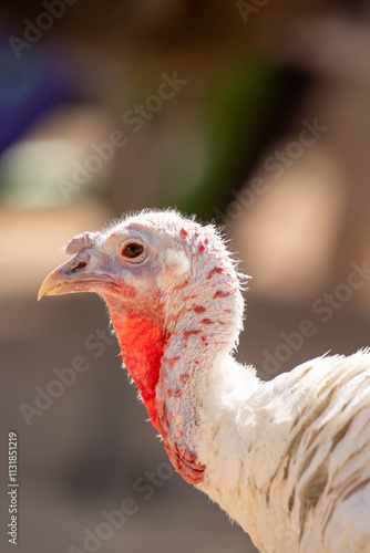 Un pavo observado de cerca en un corral al aire libre. Su cabeza detallada muestra la textura de la piel y sus características distintivas con un fondo desenfocado que resalta al ave. La iluminación n photo