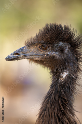 Primer plano de un emú con enfoque en su cabeza y plumaje texturizado. Su perfil distintivo y plumaje oscuro resaltan bajo una luz natural suave, con un fondo desenfocado que resalta los detalles faci photo