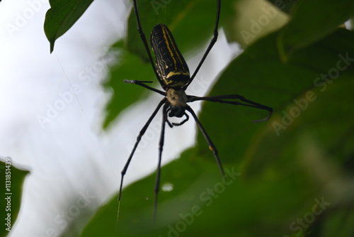 Nephila pilipes spider. Its other names golden orb weaver and giant golden orb weaver. This is a species of golden orb web spider. A big spider on its web in the forest.
 photo