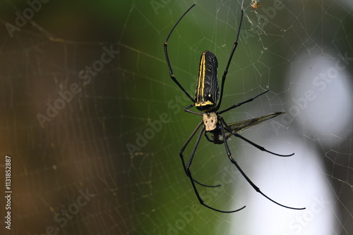 Nephila pilipes spider. Its other names golden orb weaver and giant golden orb weaver. This is a species of golden orb web spider. A big spider on its web in the forest.
 photo