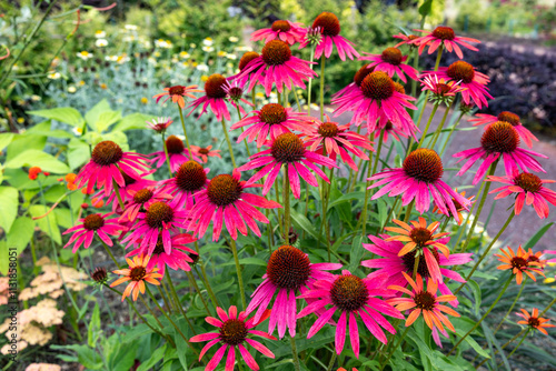 Pink echinacea flowers blooming vibrantly in a summer garden.