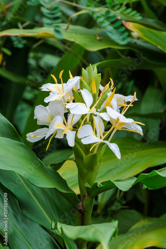 Beautiful blooming ginger lily flowers in an autumn garden. photo