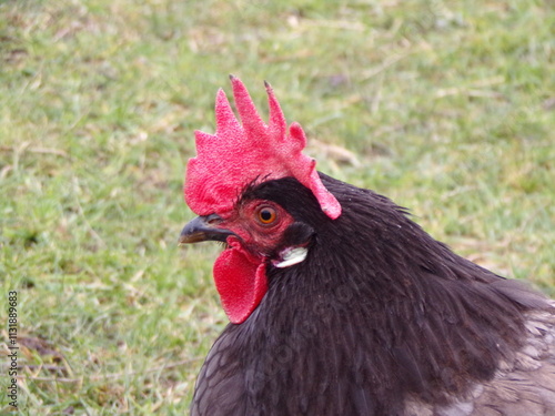 Poulet en gros plan photo