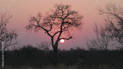 a shot of the sun rising behind a silhouetted tree at balule nature reserve of kruger national park in south africa photo