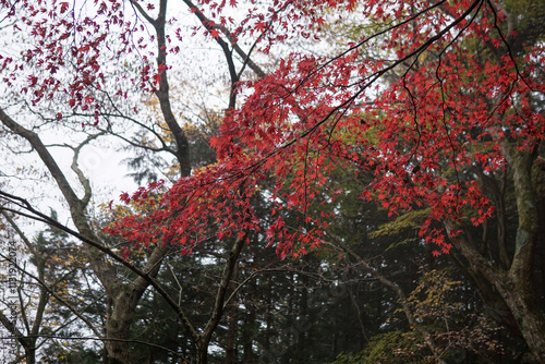 Japan Foliage, Oyama, Isehara-shi, Kanagawa photo