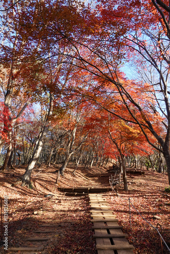 Foliage Tonodake Hiking, Hadano, Kanagawa, Japan photo