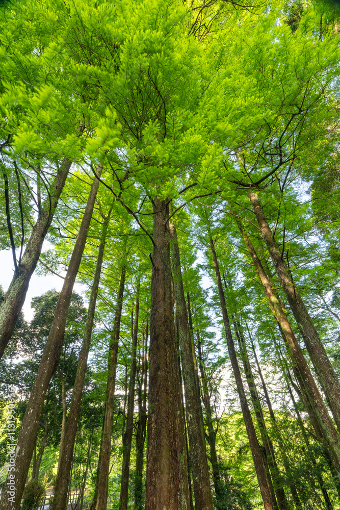 Obraz premium 宮崎県宮崎市にある平和台公園の風景