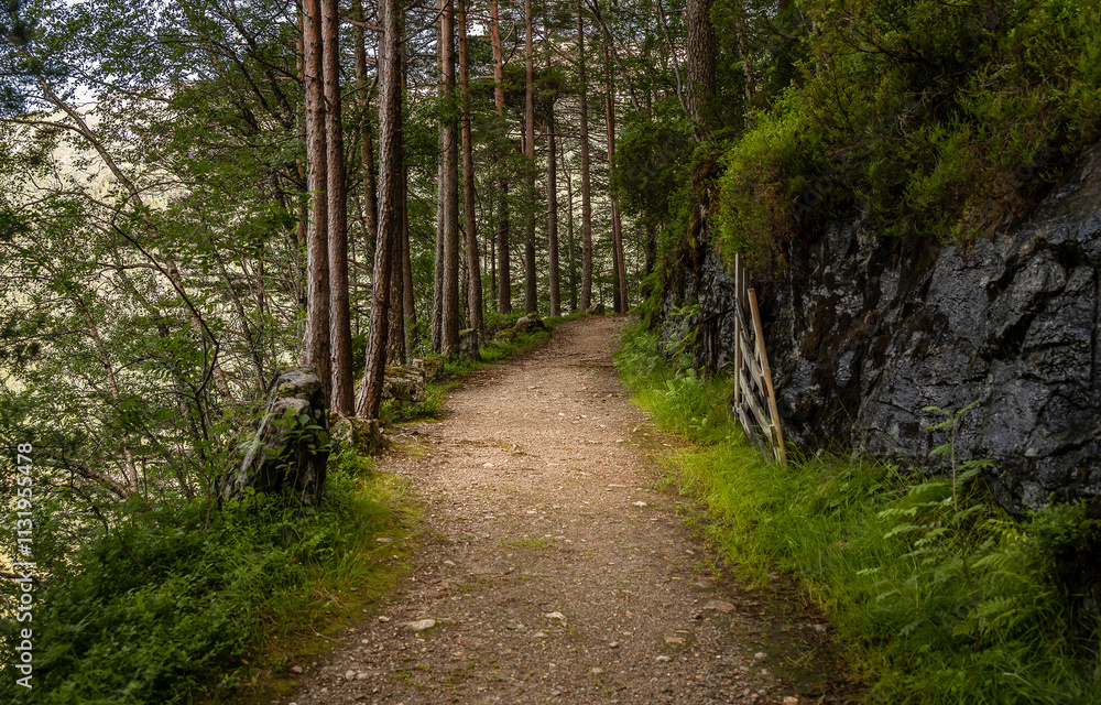 Obraz premium footpath in the woods