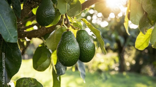 Avocado Tree with Two Ripe Avocados in the Sunlight