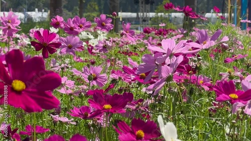 Beautiful cosmos field in blooming swaying in the breeze.