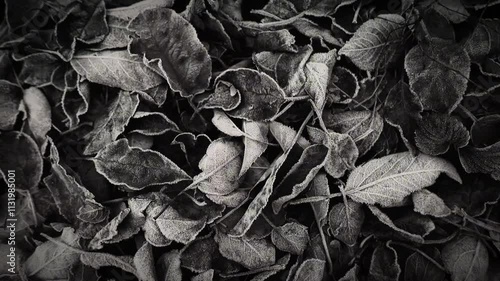 black and white retro video of fallen leaves with frost on the surface  4K 24 fps