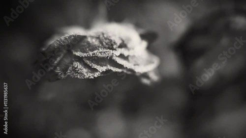 black and white retro video on the surface of a rose with textured texture and frost on the surface in winter 4K 24 fps