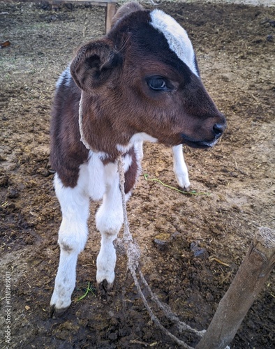 A Close Up Of A Young Calf With A Distinctive Black And White Spotted Coat The Calf Stands On a Dirt Ground With Straw And Grass