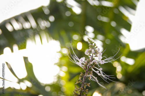 Cat's whisker leaves or kumis kucing in nature