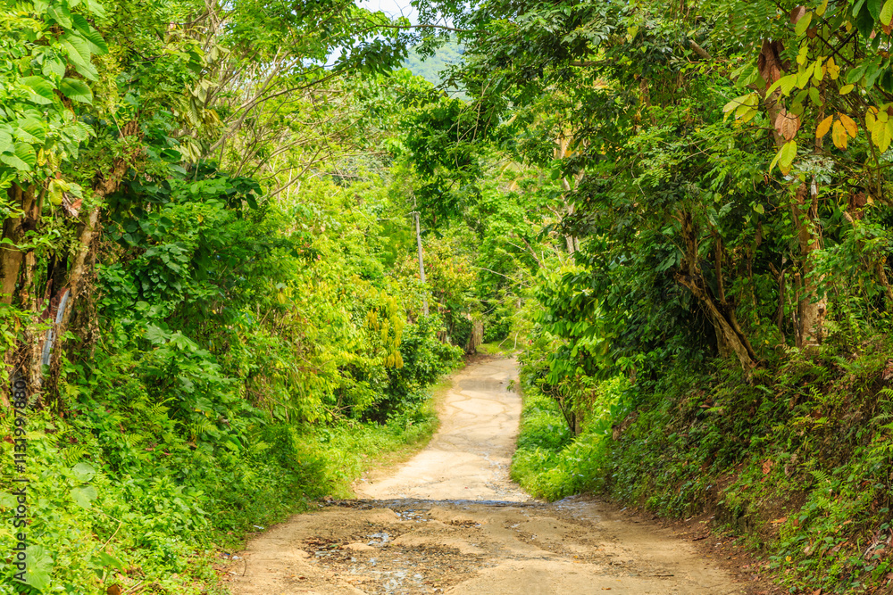 Fototapeta premium A dirt road with trees on either side