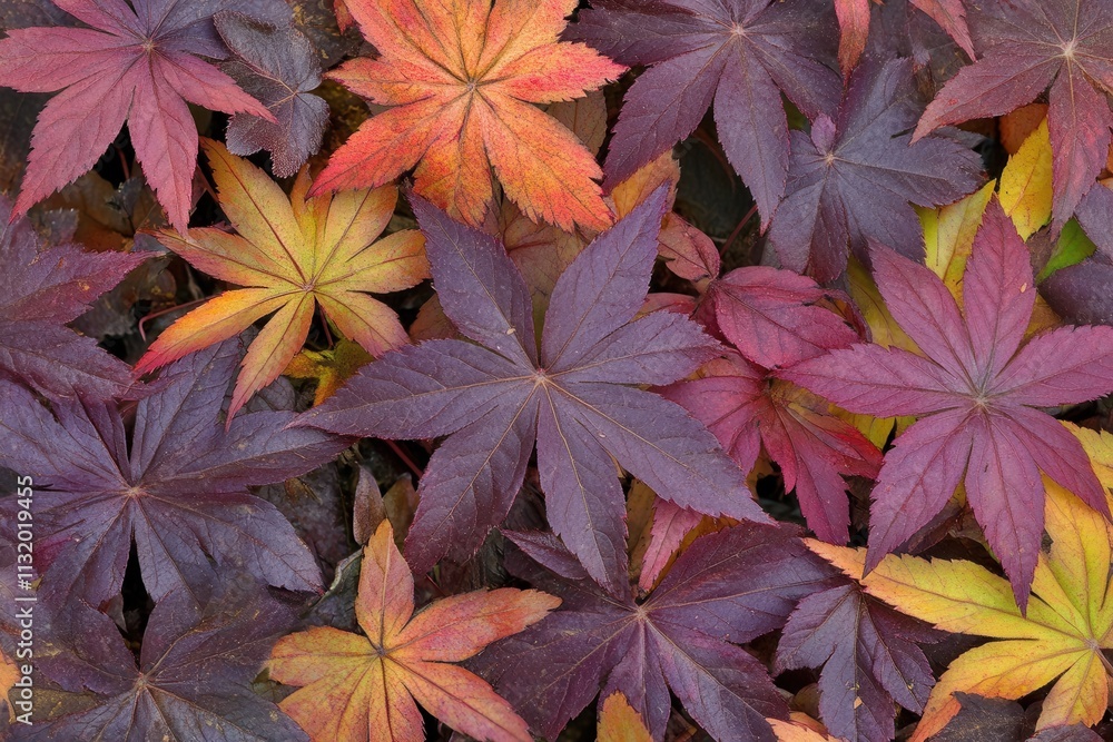 Fototapeta premium Colorful autumn leaves in various shades and shapes.