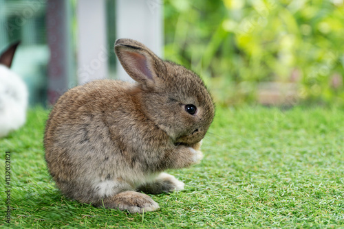 Lovely rabbit bunny cleaning body paw sitting on green grass spring nature background. Cuddly curiosity cute brown bunny baby rabbit sitting clean paw standing legs at garden. Easter symbol animal. photo