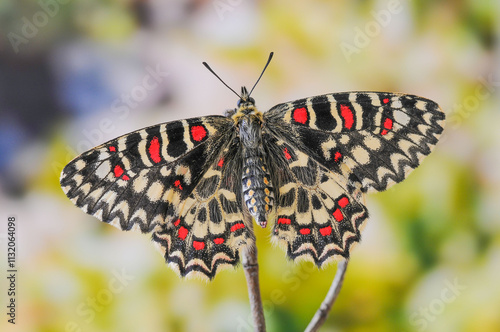 Fotografie Zerynthia rumina