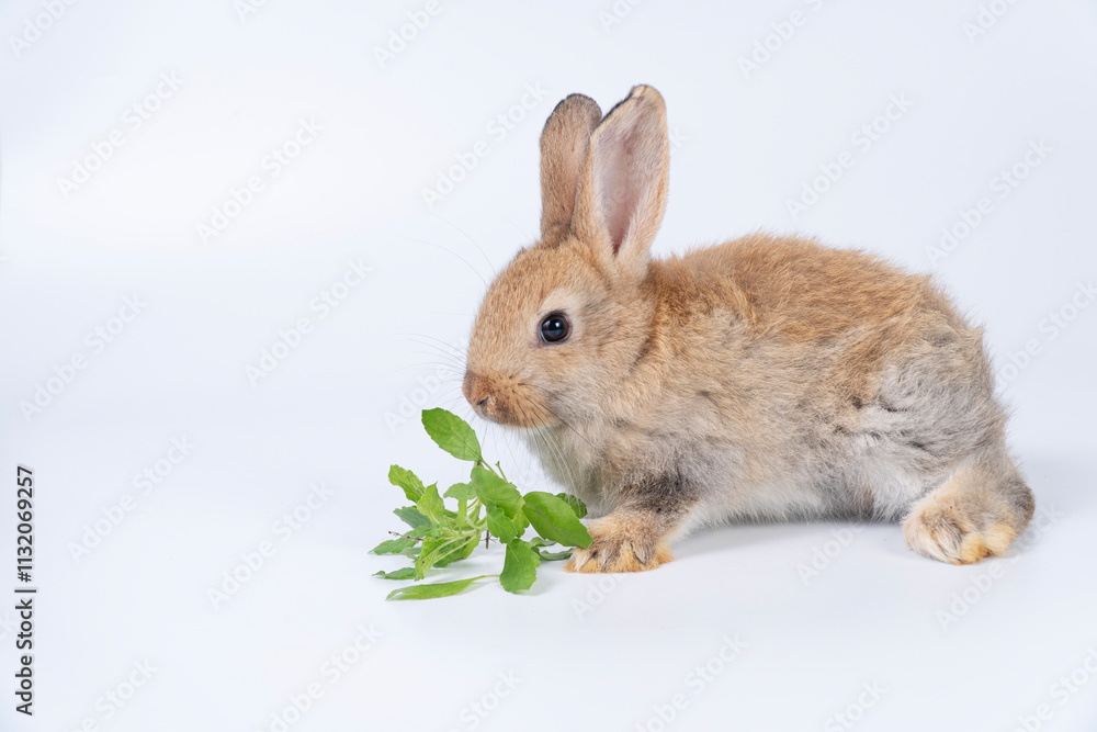 Obraz premium Healthy little rabbit bunny eating fresh holy basil leaves sitting over isolated white background. Lovely brown rabbit baby bunny eating organic leaf vegetables with copy space. Animal symbol easter.