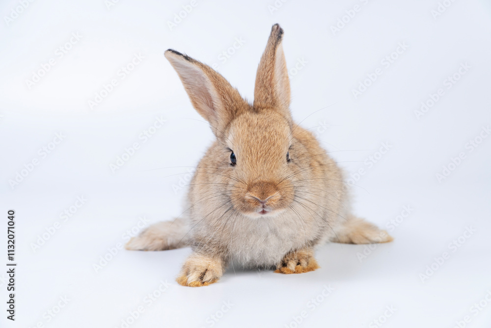 Obraz premium Adorable newborn baby rabbit bunnies brown looking at something sitting over isolated white background. Puppy lovely furry brown bunny ears rabbit playful with copy space. Easter bunny animal concept.