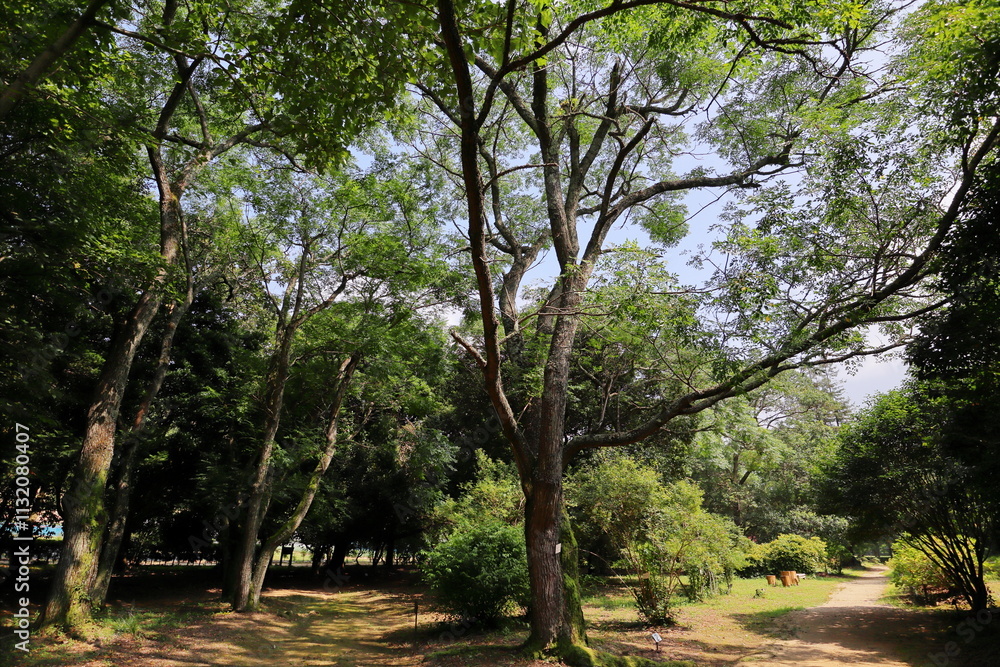 Obraz premium 公園に植えられたセンダンの木