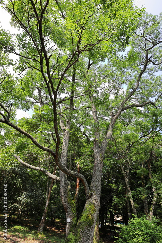 Fototapeta premium 公園に植えられたセンダンの木