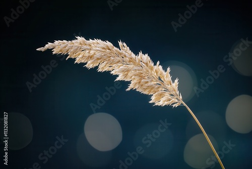 A single golden reed against a blurred background. photo