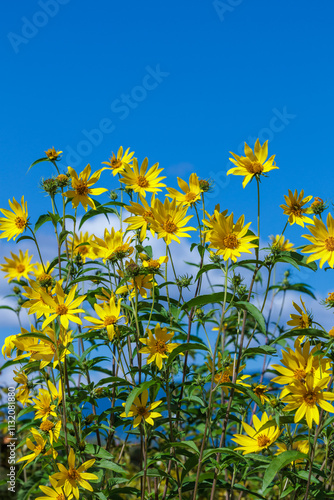 Helianthus flowers bloom vividly in the autumn sky. photo