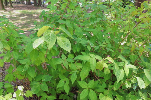 公園の薬草園に植えられたアマチャ