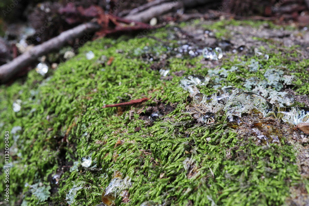 Obraz premium 苔むしたフウの木の幹に滴る透明な樹液