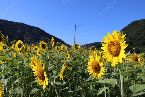 夏の青空とひまわり畑