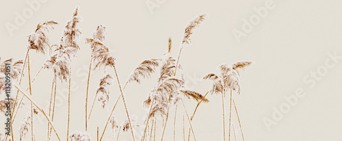 Closeup of frost-covered pampas grass, beige banner soft pastel color, copyspace. Icy texture and beautiful of frozen plants as serene, harmony winter atmosphere. Snow covering of reeds on frozen lake photo