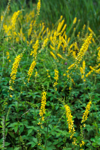 Japanese argimonia flowers blooming near a pond on the plateau.