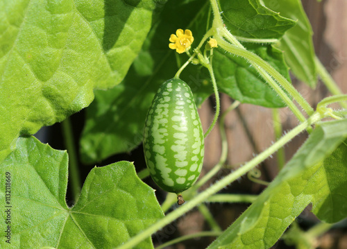 Mexikanische Minigurke - Mexican sour gherkin photo