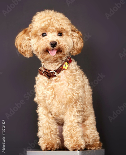 Wallpaper Mural Cute brown toy poodle Torontodigital.ca