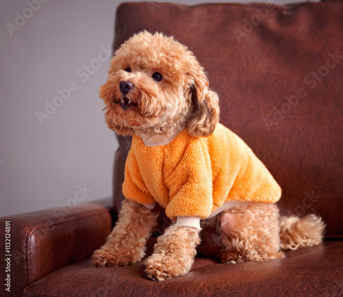 Cute brown toy poodle