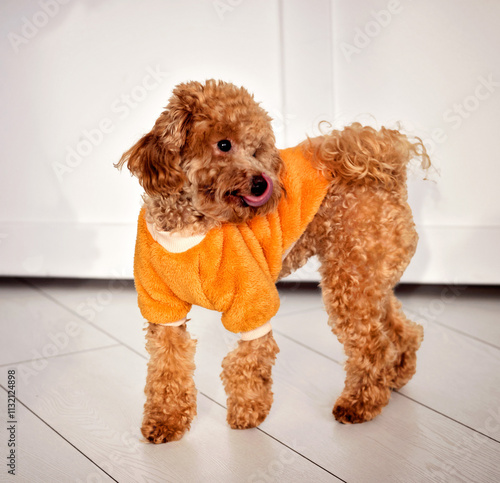 Cute brown toy poodle
