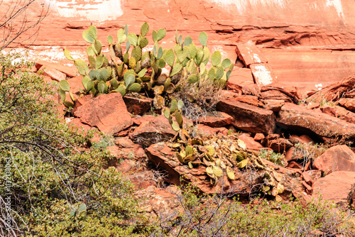 A small plant is growing in a rocky area photo