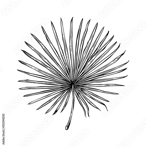 palmetto fan engraving black and white outline