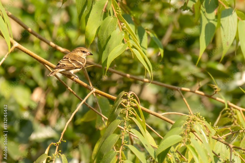 Fototapeta premium Yellow throated Sparrow in the forest of Maharashtra, India