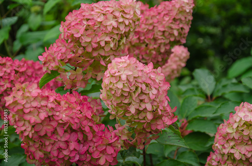 Hydrangea paniculata blooms beautifully in the garden, ornamental shrub for outdoor design