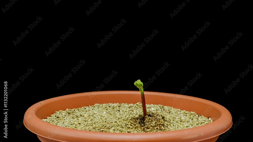 time lapse growing horse chestnut tree from seed