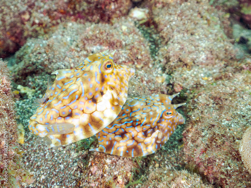 ペアでいる
可愛いシマウミスズメ（ハコフグ科）の幼魚他。
英名学名：Thornback cowfish (Lactoria fornasini) 
静岡県伊豆半島賀茂郡南伊豆町中木ヒリゾ浜2024年
 photo