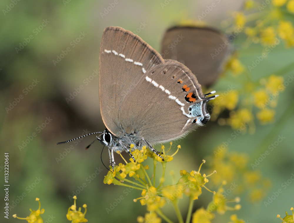 Obraz premium Satyrium spini