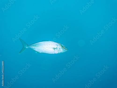 迫力あるカンパチ（アジ科）、オキザヨリ（ダツ科）の群れ。
英名学名：Greater Amberjack, Seriola dumerili, Houndfish, Tylosurus crocodilus
静岡県伊豆半島賀茂郡南伊豆町中木ヒリゾ浜2024年
 photo