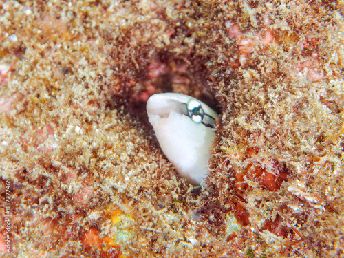 穴から顔を出す、可愛いニセクロスジギンポ（イソギンポ科）。
英名学名：False cleanerfish, Mimic blenny, Aspidontus taeniatus taeniatus
静岡県伊豆半島賀茂郡南伊豆町中木ヒリゾ浜2024年
 photo