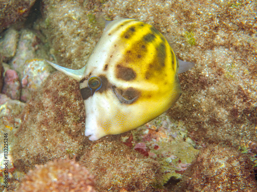 美しいメガネウマズラハギ（カワハギ科）他。
英名学名：Scrawled filefish, Aluterus scriptus
静岡県伊豆半島賀茂郡南伊豆町中木ヒリゾ浜2024年
 photo