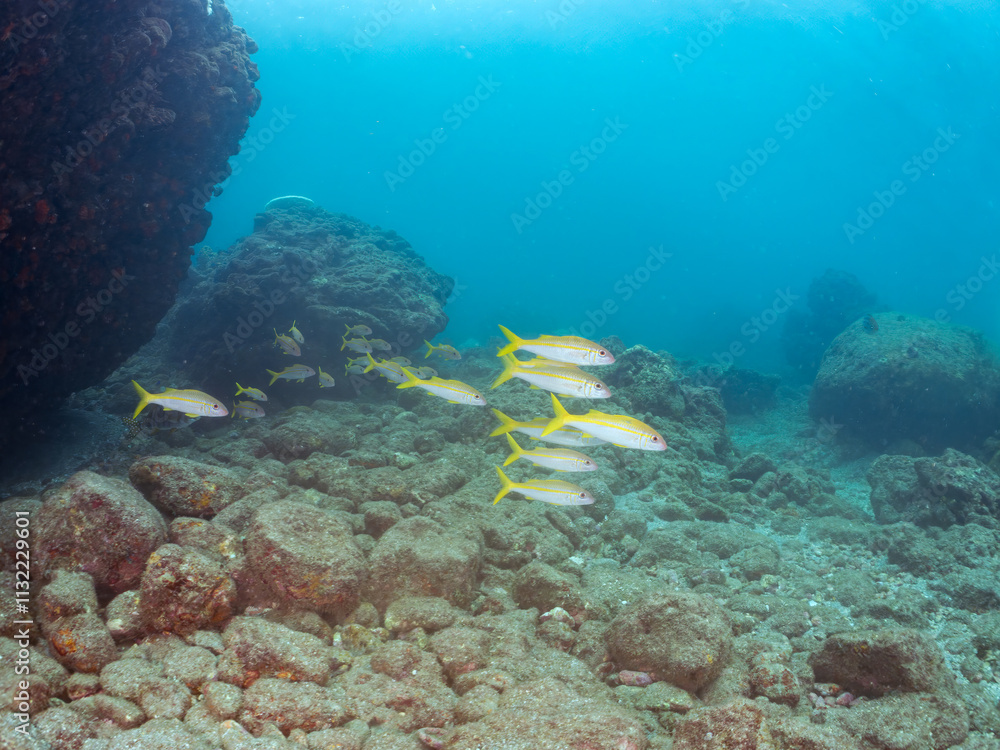 Obraz premium 美しいアカヒメジ、ホウライヒメジ(ヒメジ科)他の群れ。 英名学名:Yellowfin goatfish (Mulloidichthys vanicolensis) Whitesaddle goatfish, Parupeneus ciliatus 静岡県伊豆半島賀茂郡南伊豆町中木ヒリゾ浜2024年