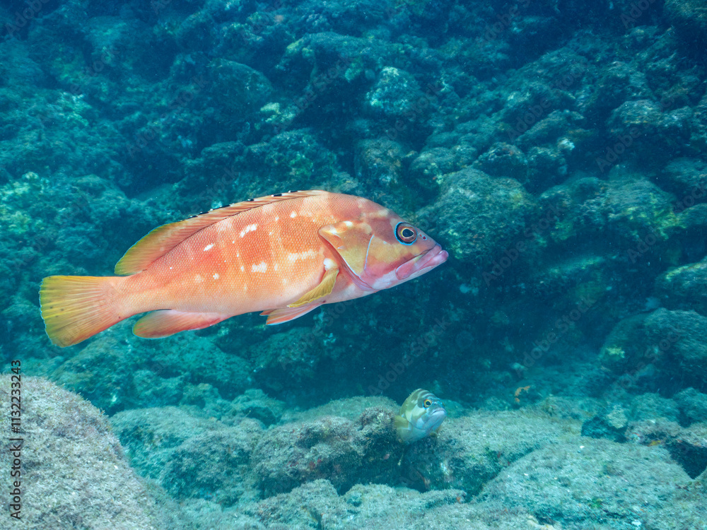 Fototapeta premium 大きく美しいアカハタ（ハタ科）。 英名学名：Blacktip Grouper (Epinephelus fasciatus) 静岡県伊豆半島賀茂郡南伊豆町中木ヒリゾ浜2024年 